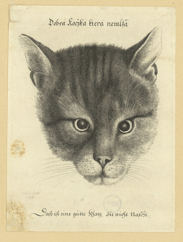 Václav Hollar - Dobrá kočka, která nemlsá, 1646