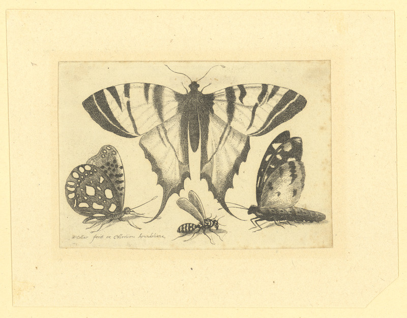 Václav Hollar - Otakárek fenyklový, jiní motýli a vosa, 1646