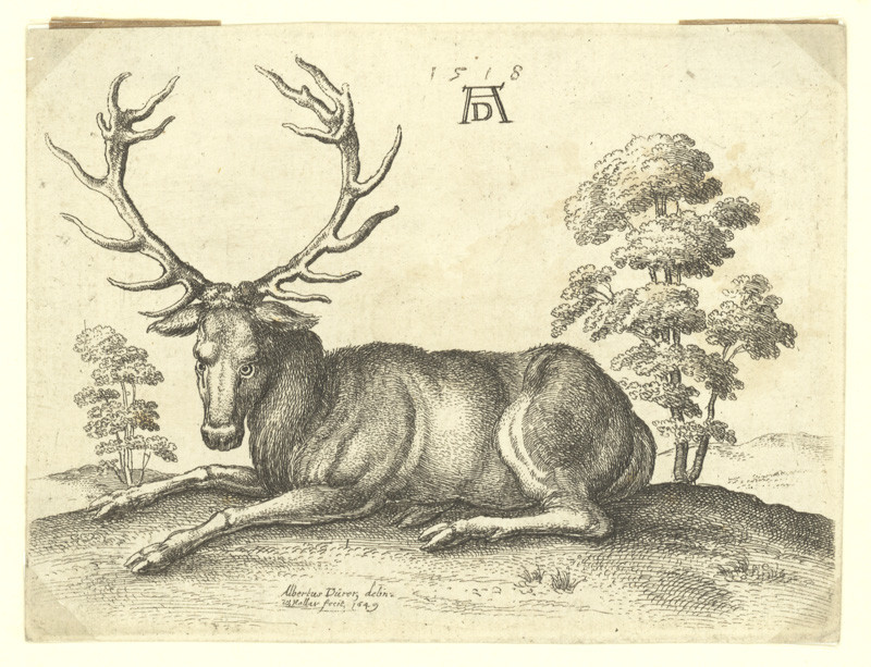 Václav Hollar - Ležící jelen, podle Albrechta Dürera 
