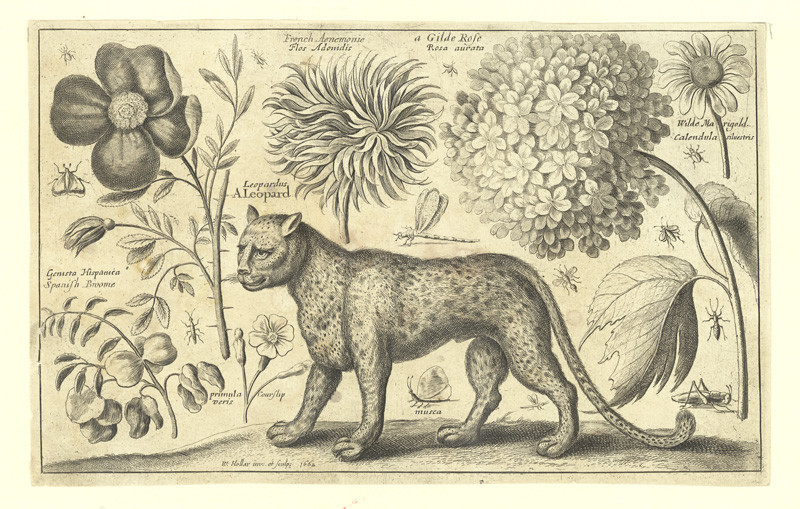 Václav Hollar - Leopard, květiny a hmyz  