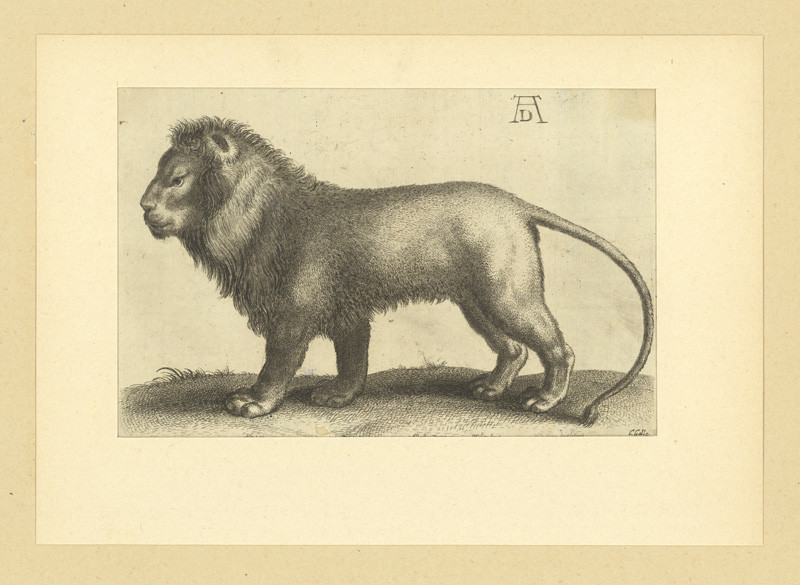 Václav Hollar - Stojící lev, podle Albrechta Dürera 