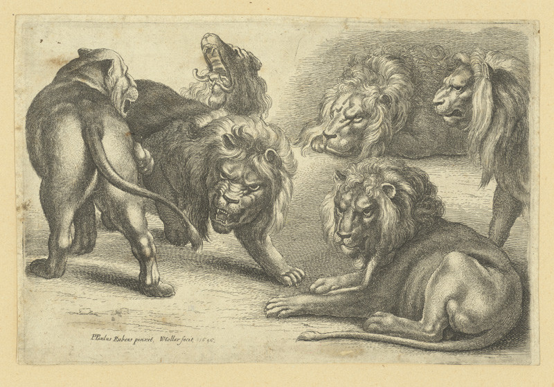 Václav Hollar - Pět lvů a lvice, podle Petra Paula Rubense 