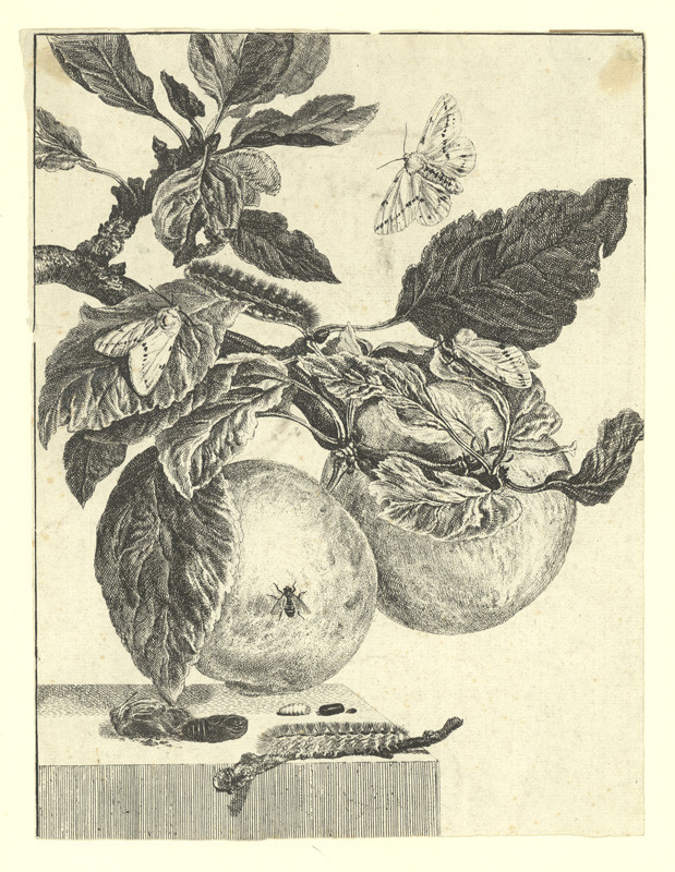Václav Hollar - Dvě jablka na větvičce s housenkami, kuklami a motýly 