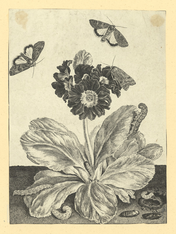 Václav Hollar - Primule s motýly, housenkami a kuklami 